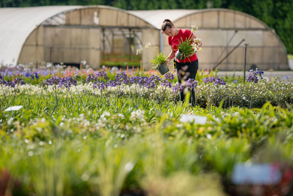 Horticultrice sélectionnant un pot de fleurs pour un client à Montauban de Bretagne